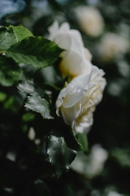 a close up of a white rose with green leaves, trending on unsplash, **cinematic, overflowing, ignant, overgrown foliage