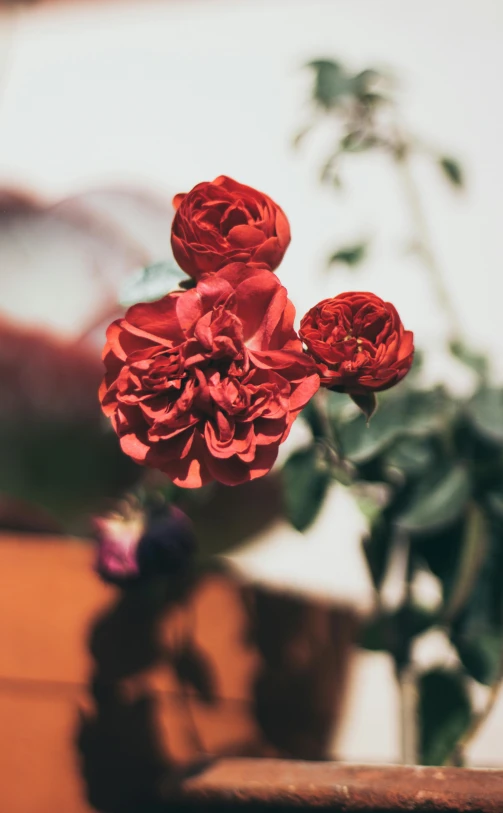 a bunch of red flowers sitting on top of a table, unsplash, romanticism, no cropping, close-up photo, ornately detailed, rose twining