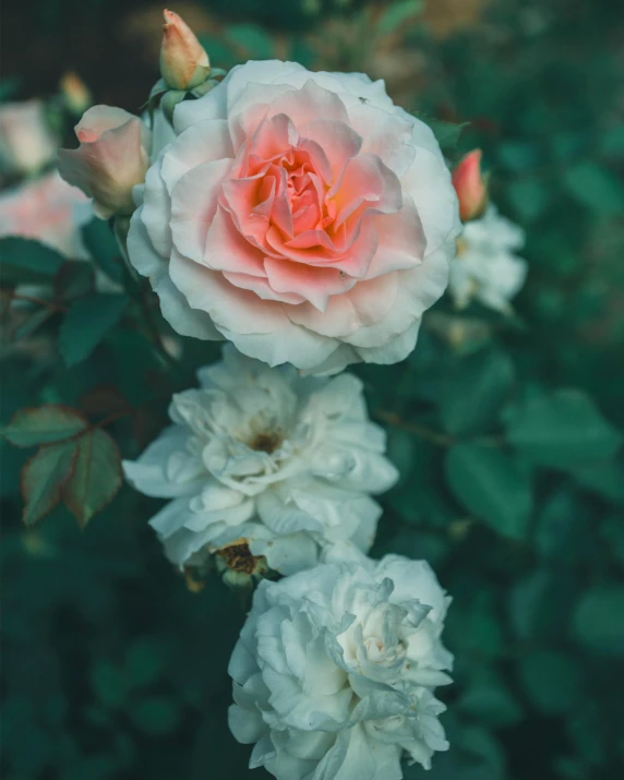 a group of white and pink roses in a garden, inspired by Elsa Bleda, trending on unsplash, no cropping, color image