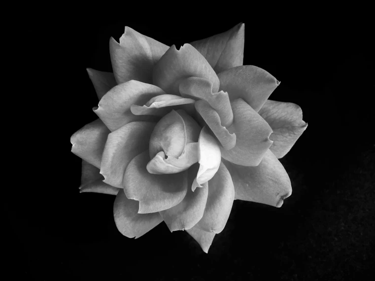 a black and white photo of a flower, a black and white photo, inspired by Robert Mapplethorpe, yellow rose, hairless, fine art print, peace