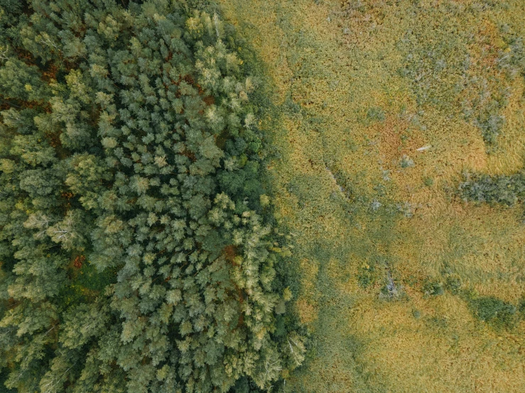 a bird's eye view of a field with trees, by Attila Meszlenyi, unsplash contest winner, overgrown foliage, in an arctic forest, bottom angle, bottom - view