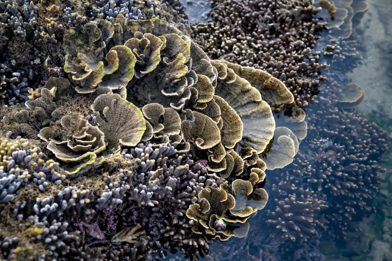 a bunch of corals sitting on top of a body of water, precisionism, award-winning crisp details”, fungi, 🦩🪐🐞👩🏻🦳, hdr detail