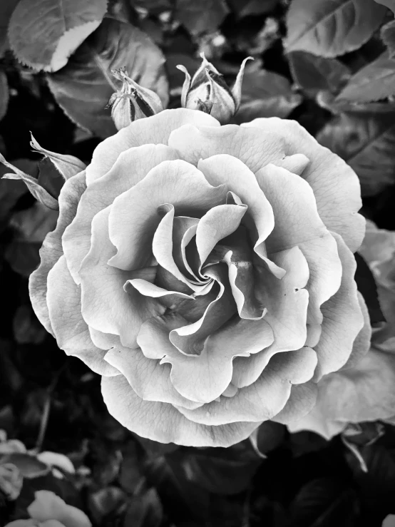 a black and white photo of a rose, heavily ornamental, shot with iphone 1 0, ansel adams photograph, fineartamerica