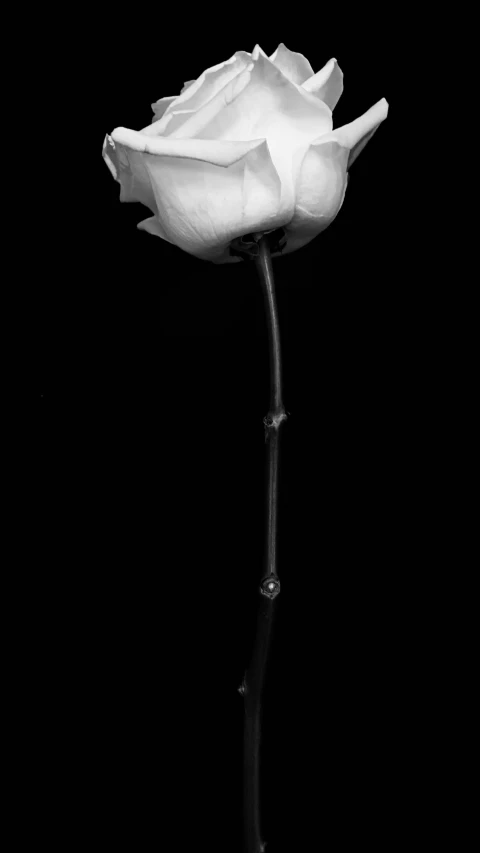 a single white rose against a black background, inspired by Robert Mapplethorpe, masami suda, tulip, 2 b, jingna zhang