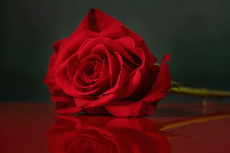 a single red rose sitting on top of a table, reflecting, shot with sony alpha 1 camera, profile pic, deep colour