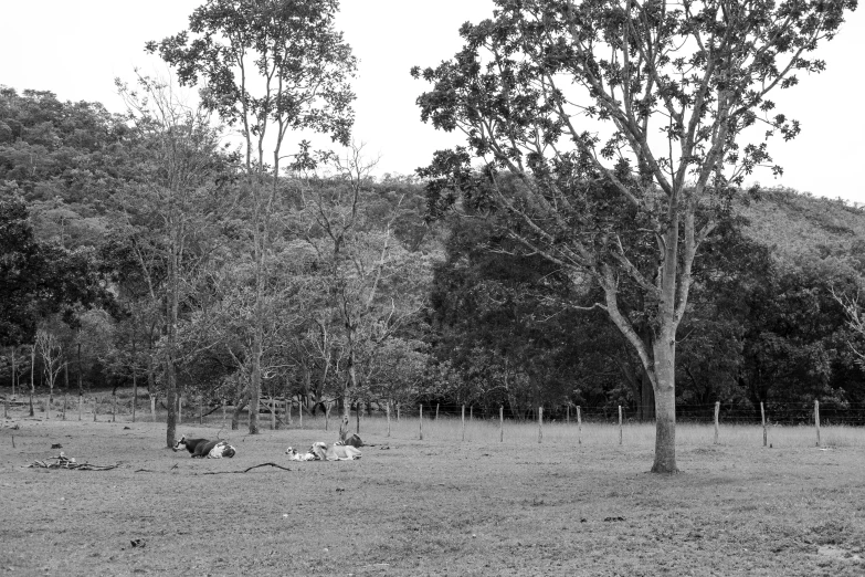 a black and white photo of some animals in a field, by Ceferí Olivé, trees outside, relaxing after a hard day, brazil, 👰 🏇 ❌ 🍃