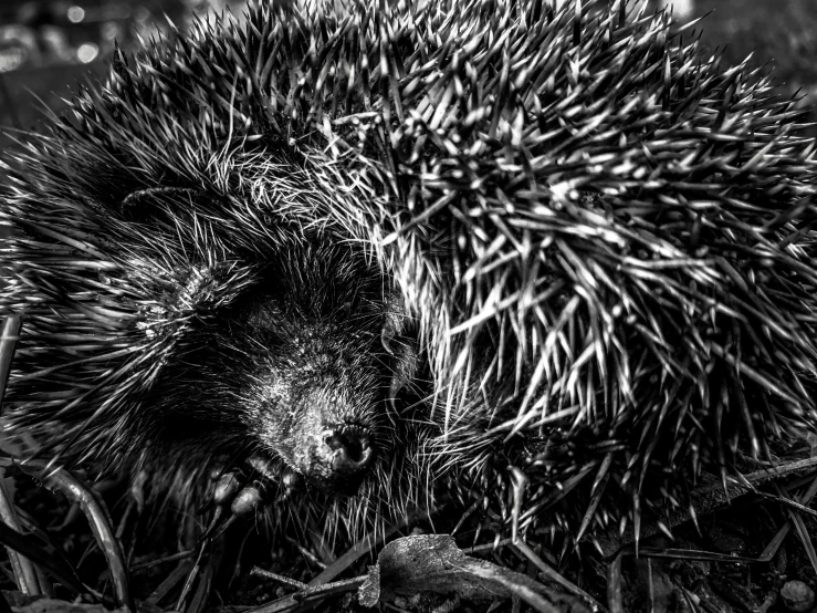 a black and white photo of a hedgehog, by Marten Post, resting on a tough day, detailed mawshot, sharp high contrast, steve niles