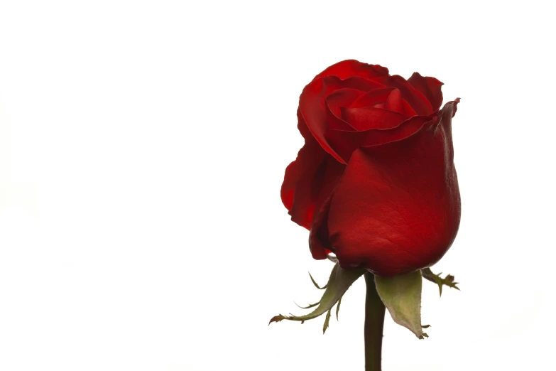 a single red rose on a stem against a white background, an album cover, pexels, profile image, hegre, celebration, seen from the side