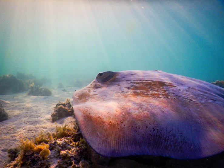 a large fish laying on top of a sandy ocean floor, a picture, by Mia Brownell, unsplash contest winner, baroque, stingrays, bathed in light, violet polsangi, abel tasman