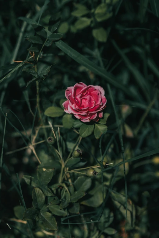 a pink flower sitting on top of a lush green field, inspired by Elsa Bleda, unsplash, renaissance, red rose, out in the dark, low quality photo, color image