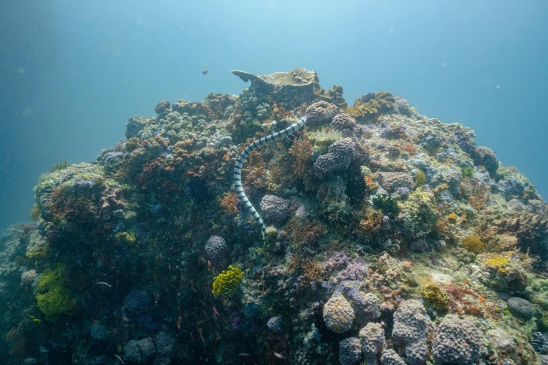 a sea snake sitting on top of a coral reef, photograph taken in 2 0 2 0, fan favorite, unga bunga, lizard tail
