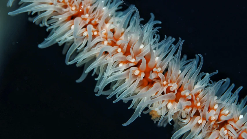 a close up of an orange and white sea anemone, long flowing fins, elaborate details, lpoty, blue