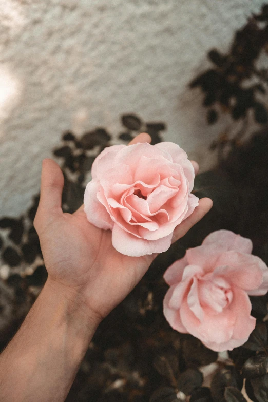 a person holding two pink flowers in their hand, trending on pexels, large individual rose petals, handcrafted, ethereal details, lush surroundings