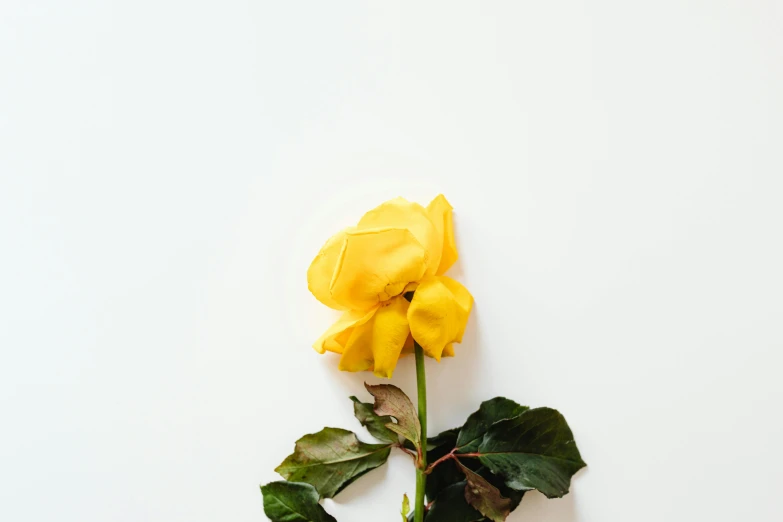 a single yellow rose on a white background, by Kristin Nelson, trending on unsplash, minimalism, background image