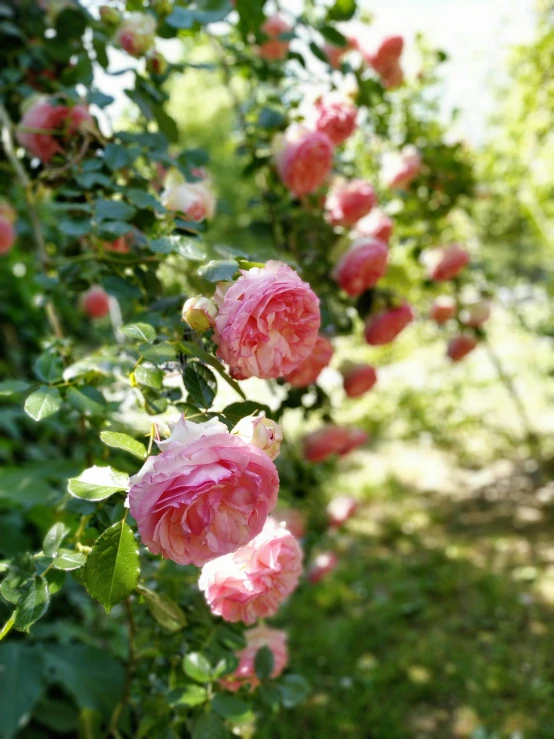 a bunch of pink roses growing on a tree, by Annabel Kidston, pexels, in a cottagecore flower garden, slide show, in a row, walking down