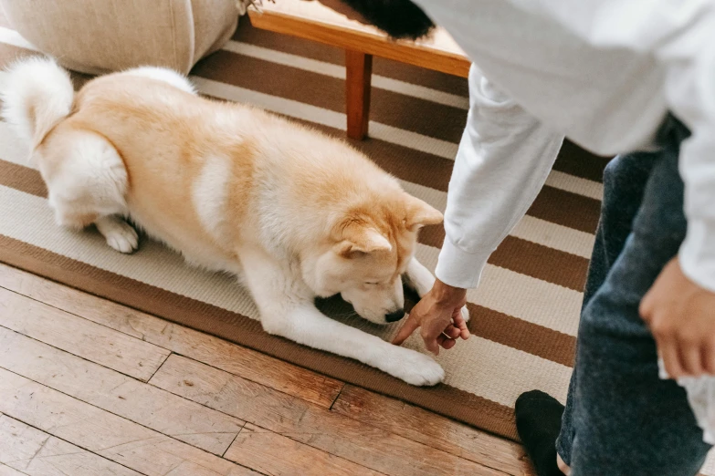 a person petting a dog on the floor, pexels contest winner, sōsaku hanga, japanese collection product, about to consume you, australian, slightly pixelated