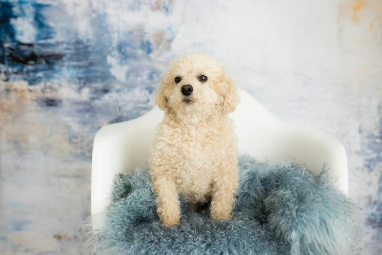 a small white dog sitting on top of a fluffy blue blanket, by Julia Pishtar, fine art, sitting on the porcelain throne, curly blond, portrait photo of a backdrop, puppies