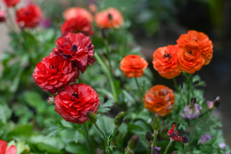 a bunch of red and orange flowers in a garden, by Jessie Algie, pexels, payne's grey and venetian red, anemones, rosa bonheurn, slide show