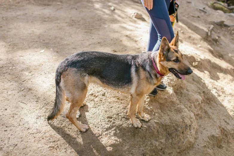 a dog that is standing in the dirt, profile image