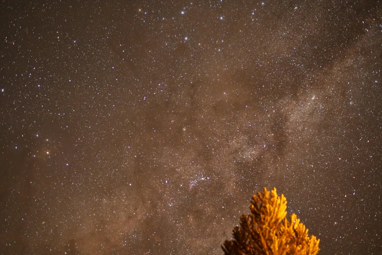 a tree in the foreground with the milky in the background, by Peter Churcher, unsplash contest winner, space nebula in background, brown, middle close up, panorama view of the sky