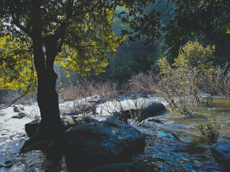 a tree sitting on top of a rock next to a river, inspired by Elsa Bleda, unsplash contest winner, hurufiyya, malibu canyon, gentle sparkling forest stream, 2 0 0 0's photo, late afternoon