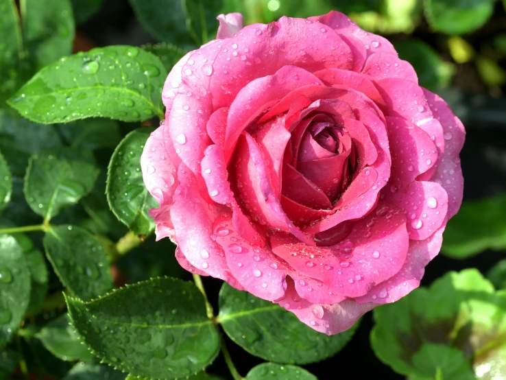 a pink rose with water droplets on it, vibrant foliage, high quality product image”, fan favorite, exterior shot