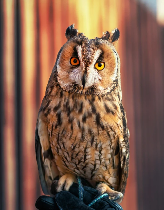 a brown owl sitting on top of a glove, a portrait, pexels contest winner, standing upright, glowing orange eyes, multicoloured, wooden