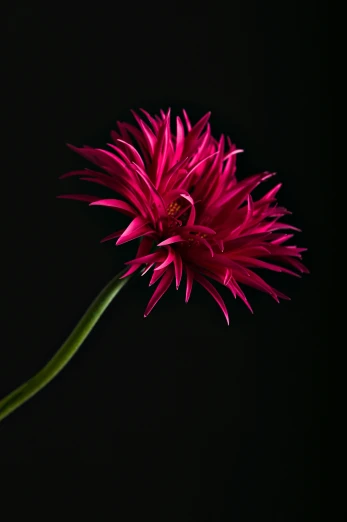a single pink flower on a stem against a black background, a portrait, inspired by Robert Mapplethorpe, giant red flower afro, spiky, photographed for reuters, taken in the early 2020s