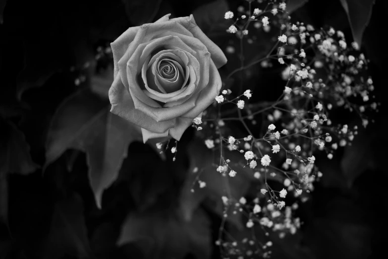 a black and white photo of a rose with baby's breath, by Daniel Gelon, sergey krasovskiy, scarlet, blue, rose-brambles