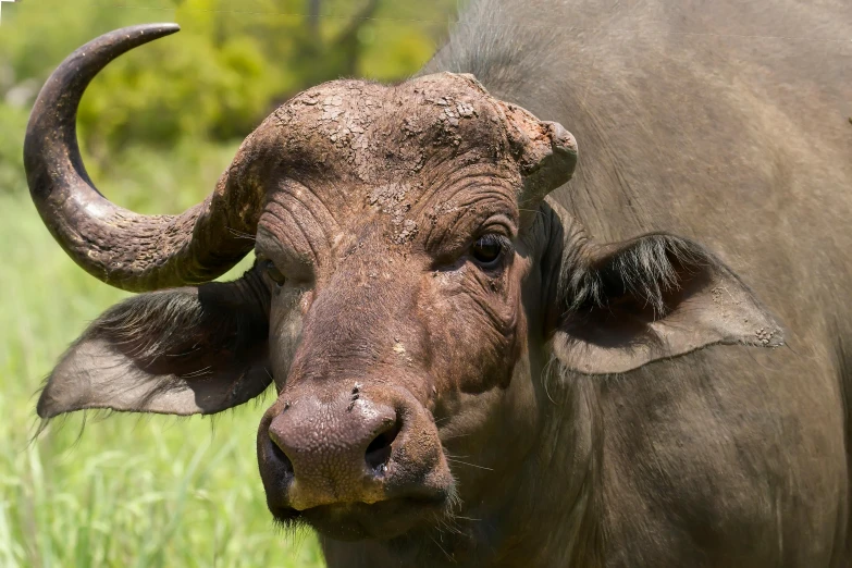 a large bull standing on top of a lush green field, her face is covered with mud, african facial features, a horned, grey