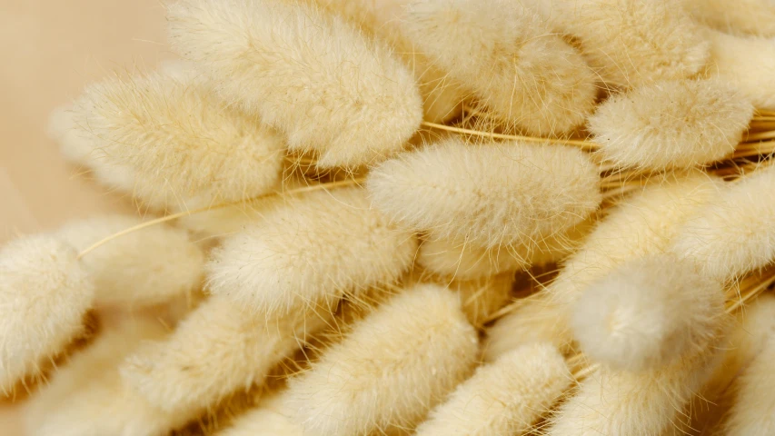 a bunch of dry grass sitting on top of a table, with white fluffy fur, microscopic detail, detailed product image, mixed art