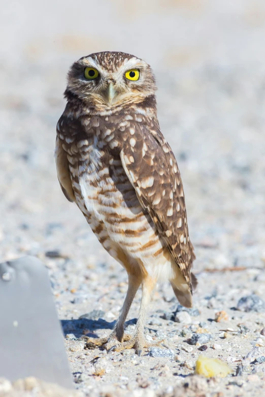 a small owl standing on top of a sandy ground, shows a leg, up-close, posing, large yellow eyes