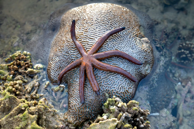 a close up of a starfish on a rock, an album cover, by Carey Morris, shutterstock contest winner, renaissance, great barrier reef, encephalopod, brown, 🦩🪐🐞👩🏻🦳