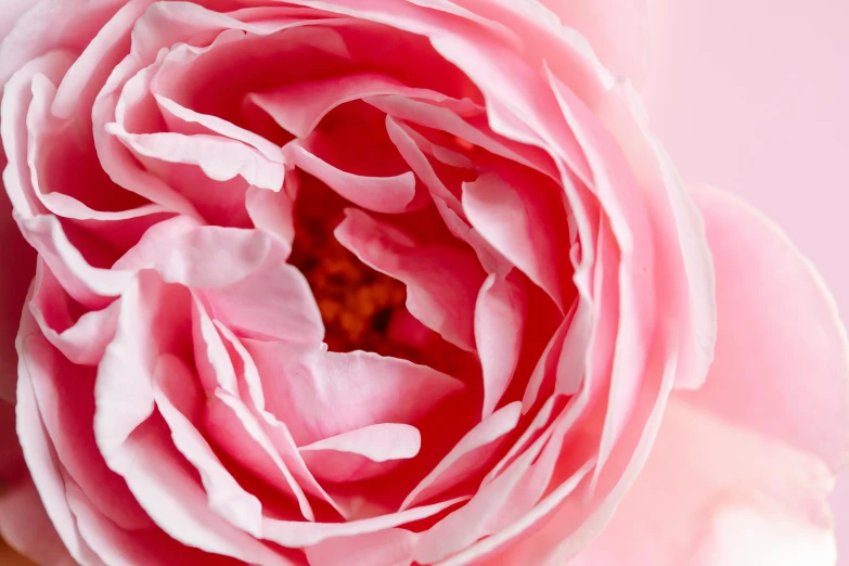 a close up of a pink rose on a pink background, pexels contest winner, highly detailded, thick lining, peony, award winning