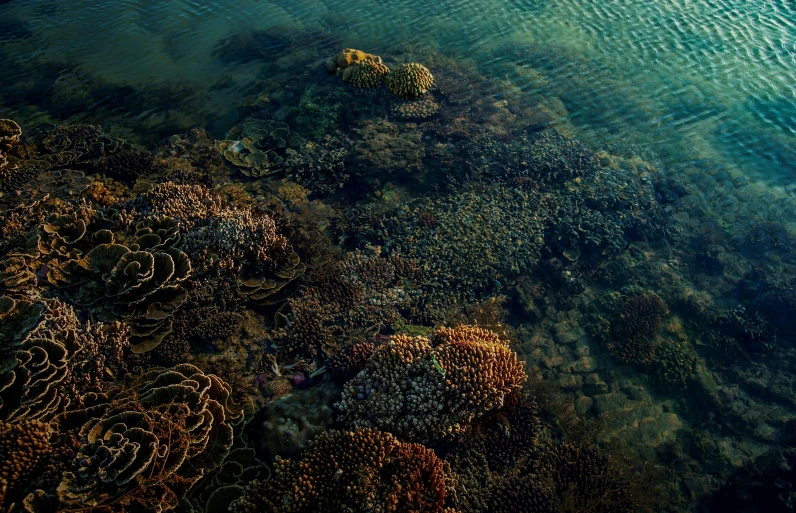 a boat floating on top of a body of water, an album cover, by Elsa Bleda, unsplash contest winner, corals are gemstones, alessio albi, checkerboard pattern underwater, brown