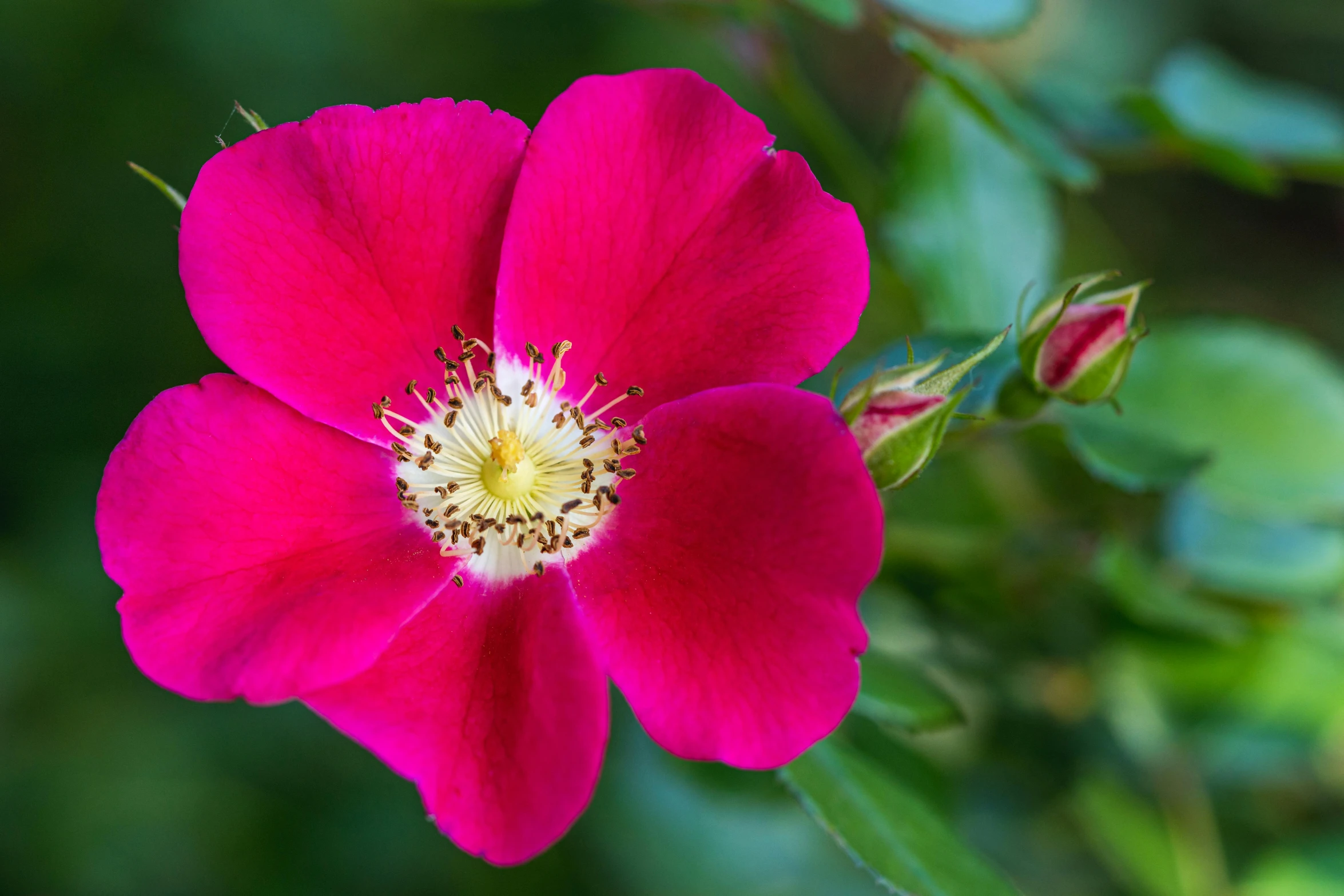 a close up of a pink flower on a plant, inspired by Barbara Nasmyth, unsplash, small red roses, manuka, rich deep pink, multi - coloured