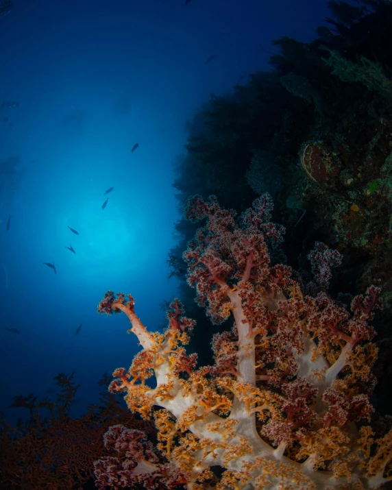 a coral reef is illuminated by the sun, pexels contest winner, hurufiyya, moody blue lighting, thumbnail, mid shot photo, night photo