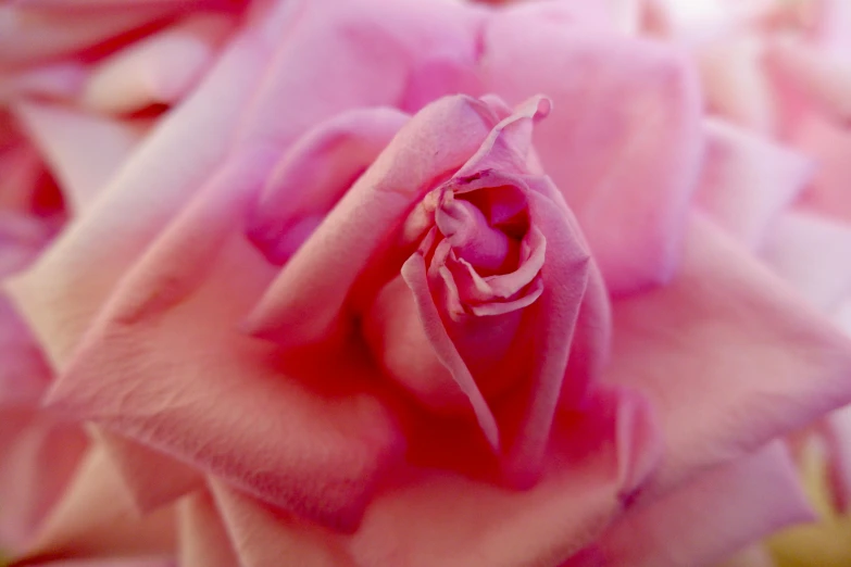 a close up of a pink rose flower, a macro photograph, inspired by Rose O’Neill, pexels contest winner, skin detail, ((pink)), ben watts, amanda lilleston