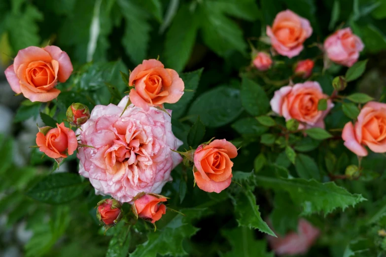 a bunch of pink roses sitting on top of a lush green field, inspired by Gentile Bellini, unsplash, pink and orange, in bloom greenhouse, baroque hibiscus queen, heavily ornamental