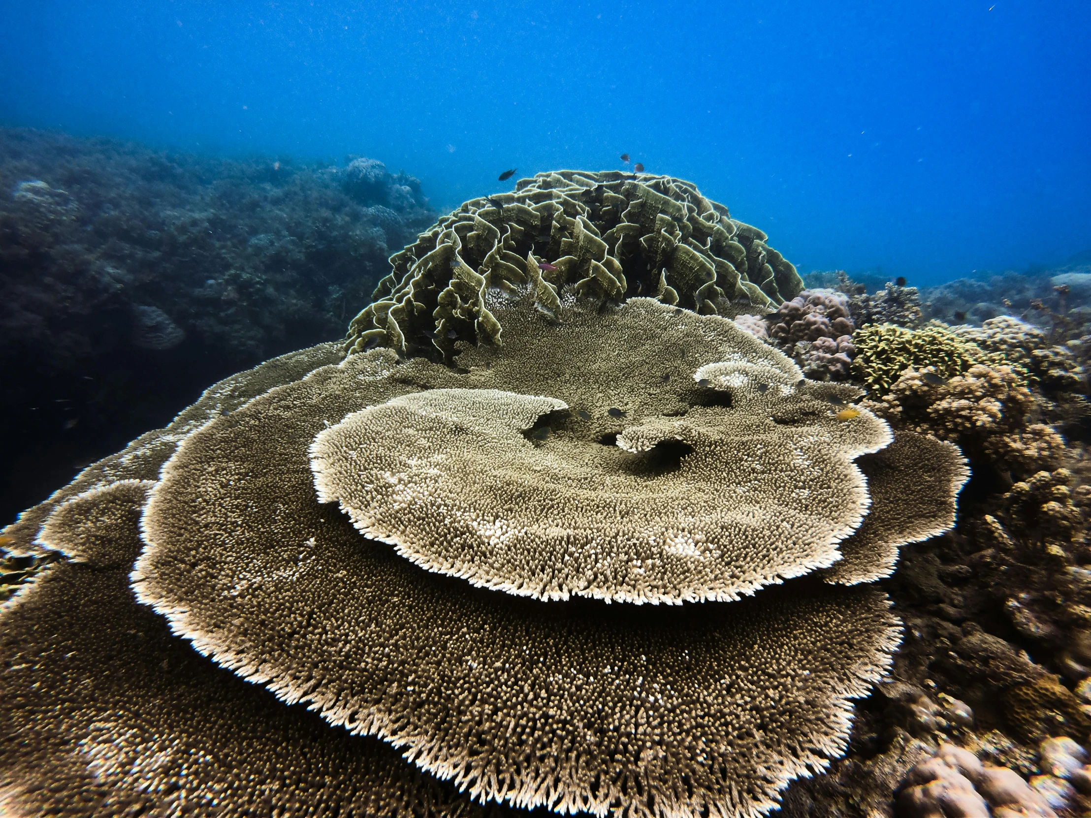 a close up of a fish on a coral reef, delicate coral sea bottom, covered in coral, seen from below, taken in 2 0 2 0