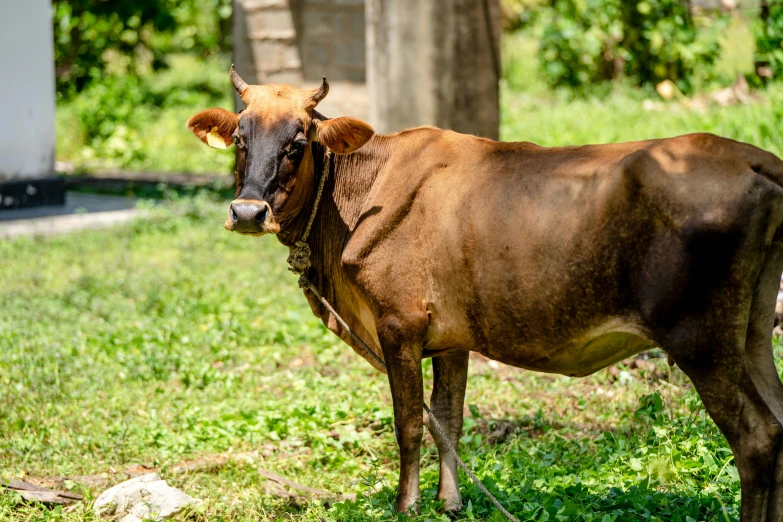 a brown cow standing on top of a lush green field, nivanh chanthara, museum quality photo, fan favorite, india