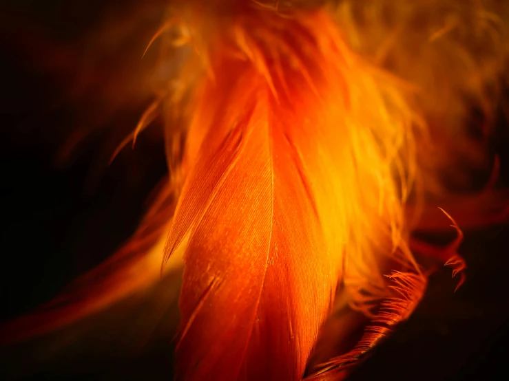 a close up of a feather on a black background, a macro photograph, by Adam Marczyński, pexels, bright orange camp fire, crimson, decoration, flares