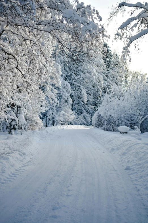 a snow covered road in the middle of a forest, espoo, driveway, silver，ivory, best selling