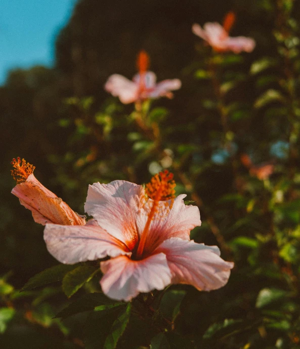 a pink flower sitting on top of a lush green field, unsplash, hurufiyya, hibiscus flowers, in the golden hour, today\'s featured photograph 4k, tropical foliage