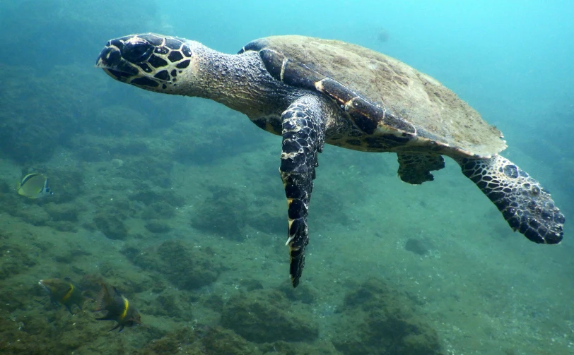 a turtle that is swimming in the water, covered in coral and barnacles, on the ocean water, shiny skin”