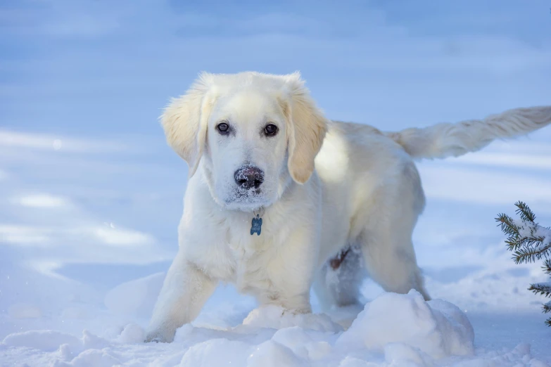 a dog that is standing in the snow