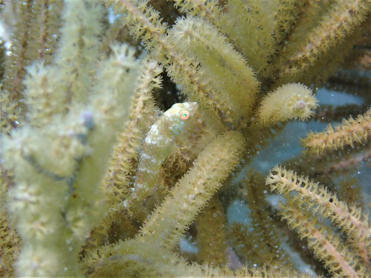 a small fish sitting on top of a coral, fuzzy details, stringy, with a whitish, full view of seahorse