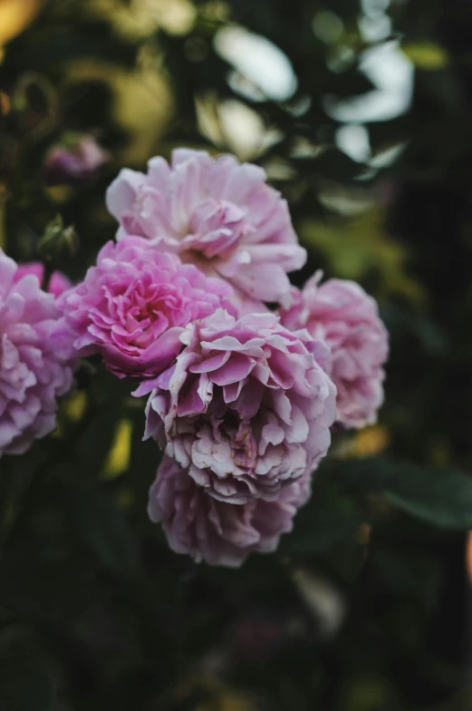 a close up of a bunch of pink flowers, by Kristin Nelson, unsplash, overcast weather, crown of roses, soft purple glow, lush garden