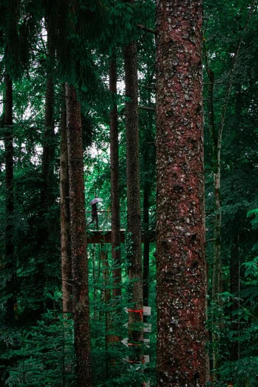 a red fire hydrant sitting in the middle of a forest, inspired by Elsa Bleda, renaissance, huge suspended wooden bridge, male soldier in the forest, pine treehouse, german forest