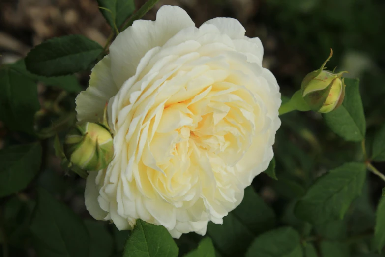 a close up of a white rose with green leaves, inspired by Annie Rose Laing, baroque, slight yellow hue, sitting in the rose garden, highly polished, butter